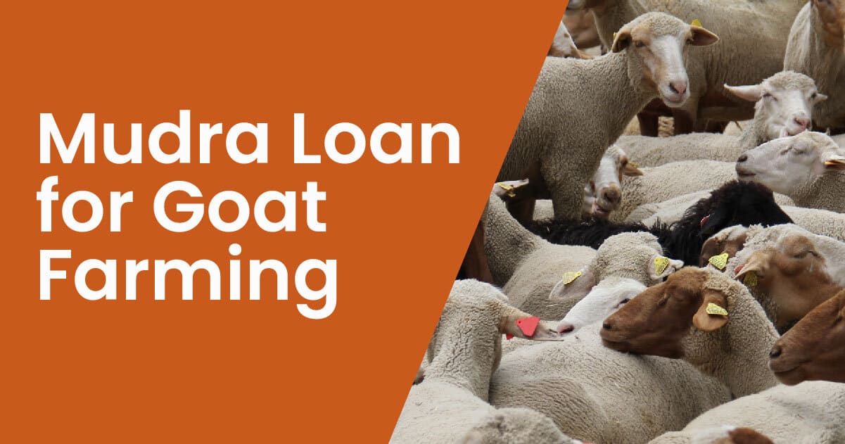 Goat Farming Loan Subsidy MUDRA Loans For Goat Farming